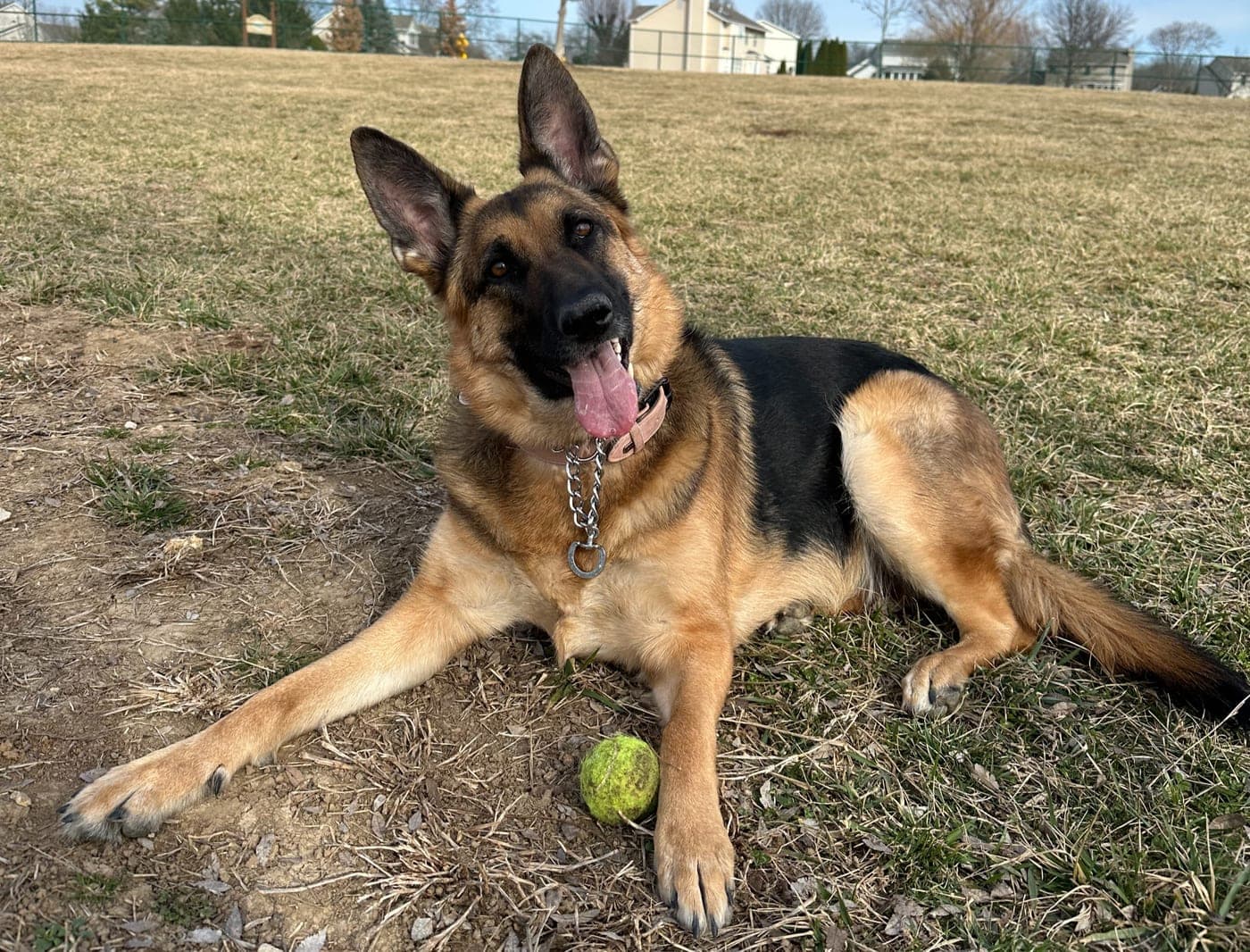 Emmie, a German Shepherd, resting in the grass with a tennis ball — the Monday greeter at The Spine Studio
