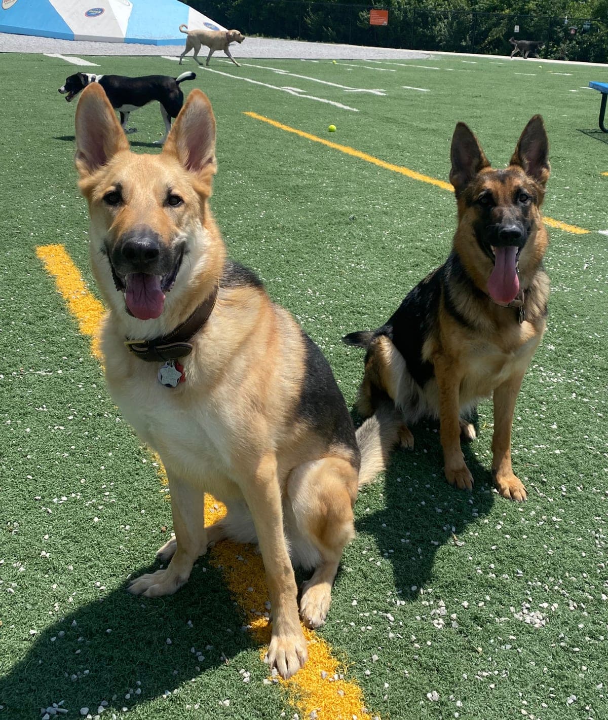 Dr. Hailey's two German Shepherds, Odin and Emmie, sitting together at the park